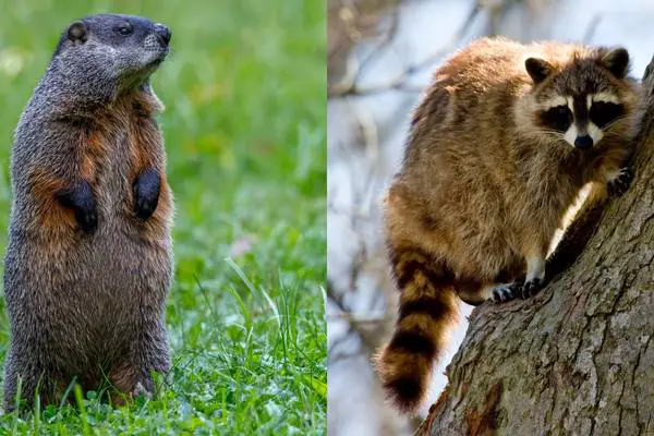 Do Groundhogs Keep Other Animals Away from Your Yard? – Outlife Expert