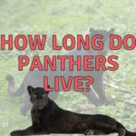 How Long Do Panthers Live? (Panther Life Span Explained!)