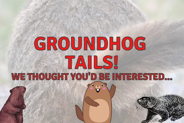 Groundhogs Tails – Everything You Need to Know!