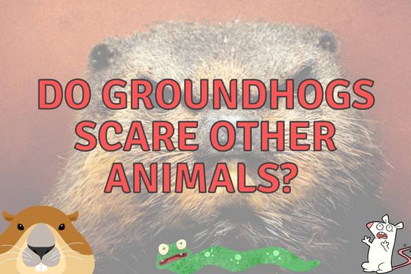 Do Groundhogs Keep Other Animals Away from Your Yard?