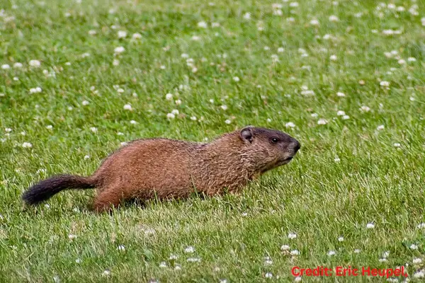 Groundhogs Tails – Everything You Need to Know! – Outlife Expert