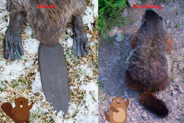 comparing the tail of a beaver with that of a groundhog.
