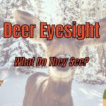 Do Deer Have Good Eyesight? (Are They Color Blind?)