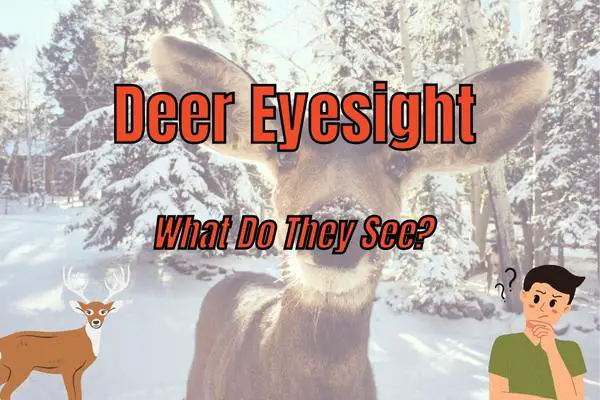 what do deer see