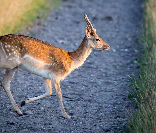 Deer in sunset