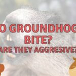 Do Groundhogs Bite Humans And Pets? (Answered!)