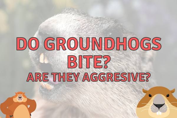 Do Groundhogs Bite Humans And Pets? (Answered!)