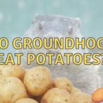 Do Groundhogs Eat Potatoes? (Here’s what to do!)