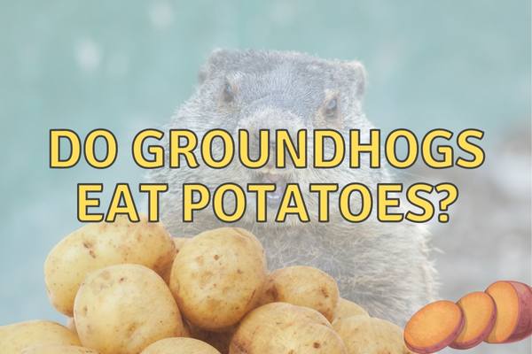 Do Groundhogs Eat Potatoes? (Here’s what to do!)