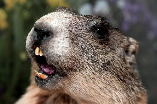 groundhog teeth mouth angry