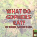 What Do Gophers Eat? (What Plants Are Safe?)