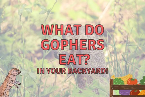 What Do Gophers Eat? (What Plants Are Safe?)