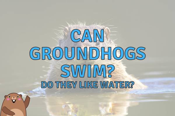 Do groundhogs like water?