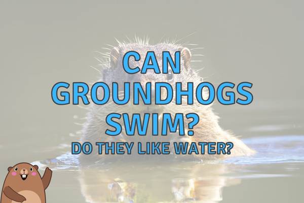 Can Groundhogs Swim (Do They Like Water?)