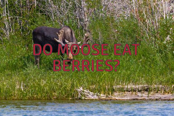 Do Moose Eat Berries? (Which ones?)