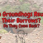 Do Groundhogs Abandon or Reuse Their Burrows? (Answered!)