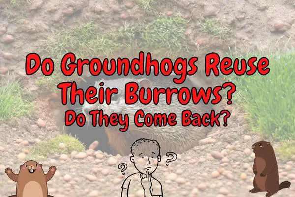 Do Groundhogs Abandon or Reuse Their Burrows? (Answered!)