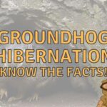 Do Groundhogs Hibernate? (When, How and Where!)