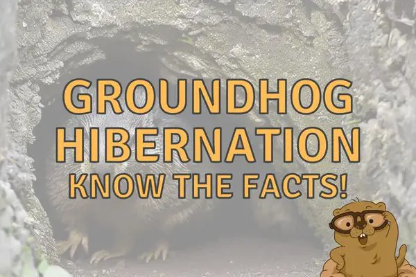 Do Groundhogs Hibernate? (When, How and Where!)