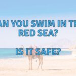 Can You Swim In The Red Sea? (Yes, But Know The Risks!)