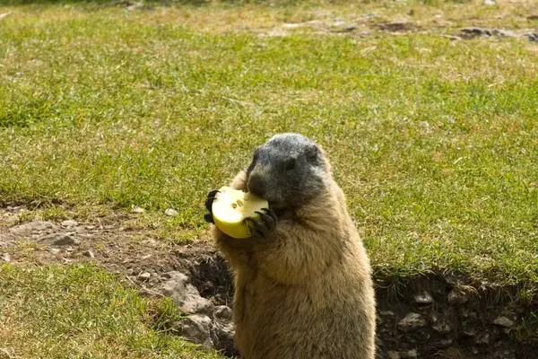 What fruits do groundhogs eat? (How to keep them away!) – Outlife Expert