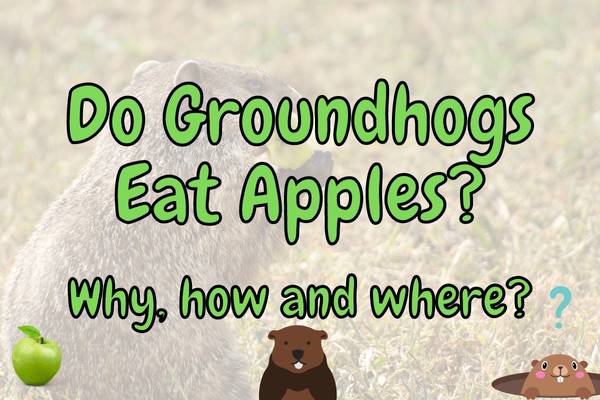 Do Groundhogs Eat Apples? (Is it good for them?)
