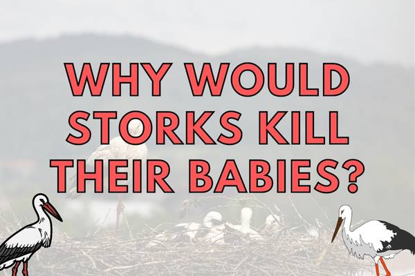 Why Do Storks Kill Their Babies? (Are They Evil?)