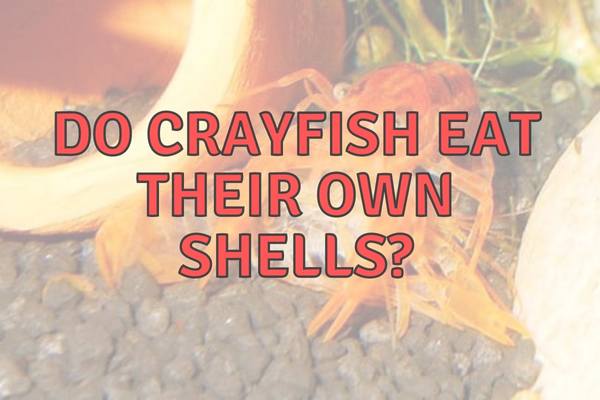 Feasting On Molts: Do Crayfish Eat Their Own Shells?