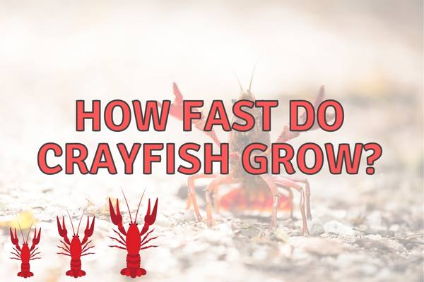 How Fast Do Crayfish Grow? (Know the facts!)