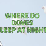 Where do Doves Sleep at Night? (Explained!)