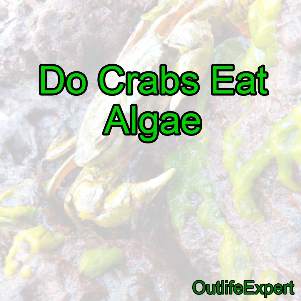 Do Crabs Eat Algae?