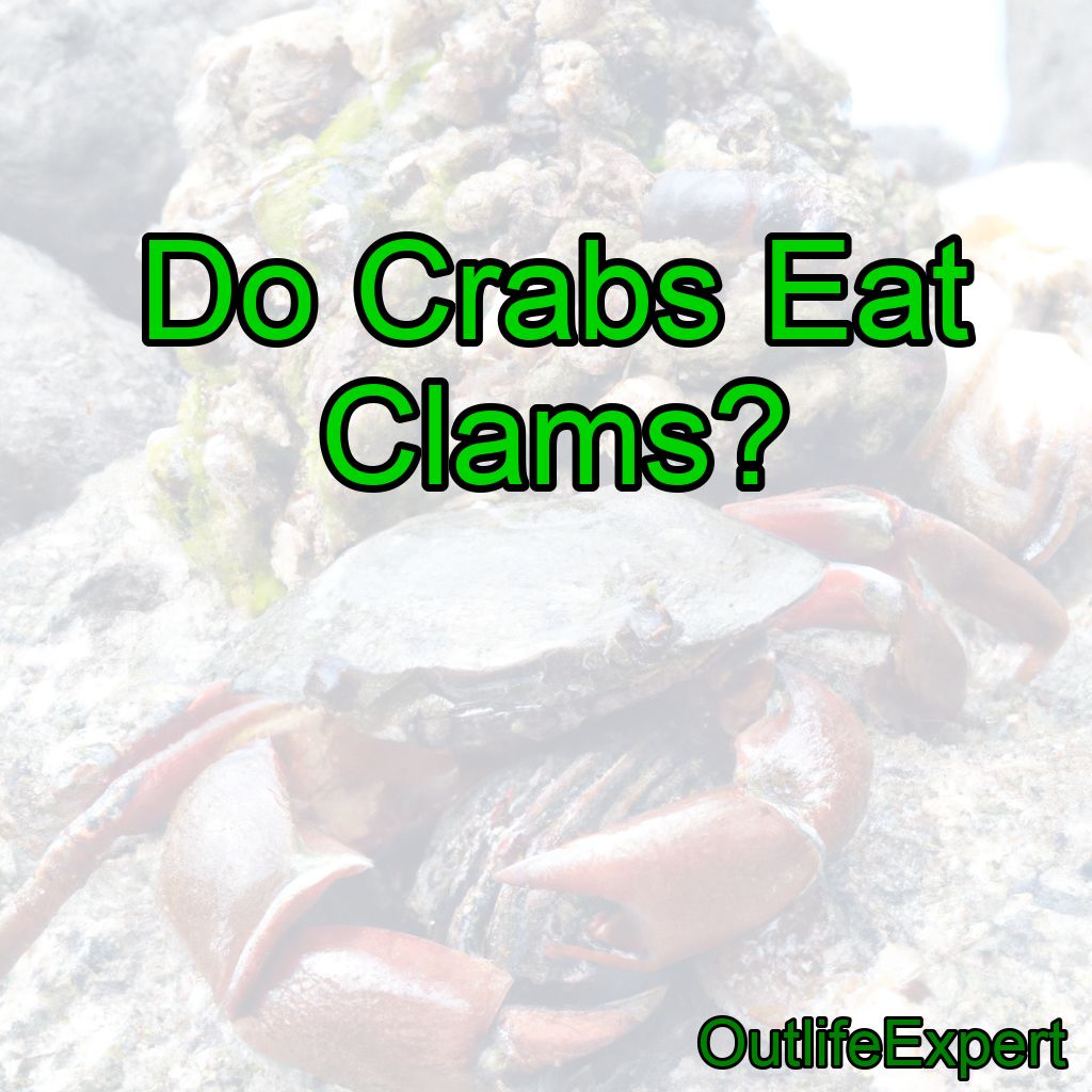 Do Crabs Eat Clams?