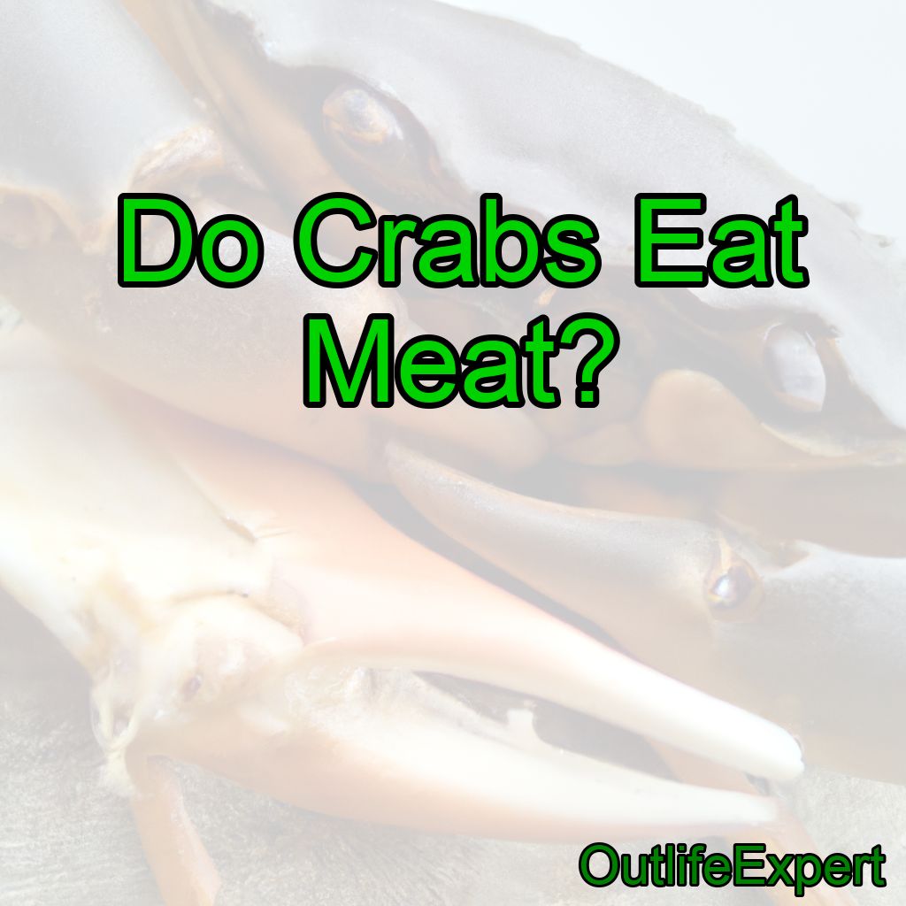 Do Crabs Eat Meat? (Are They Carnivores?)
