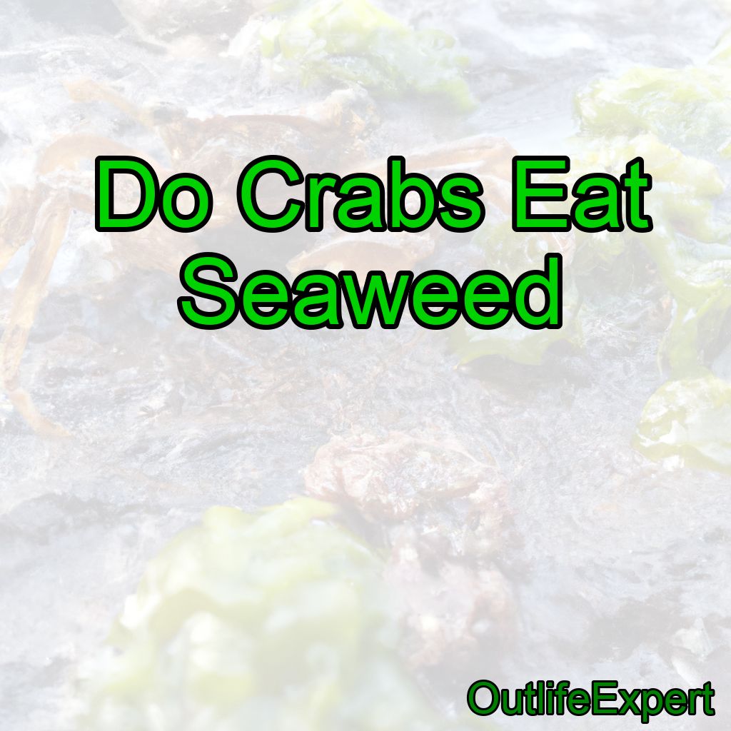 Do Crabs Eat Seaweed?