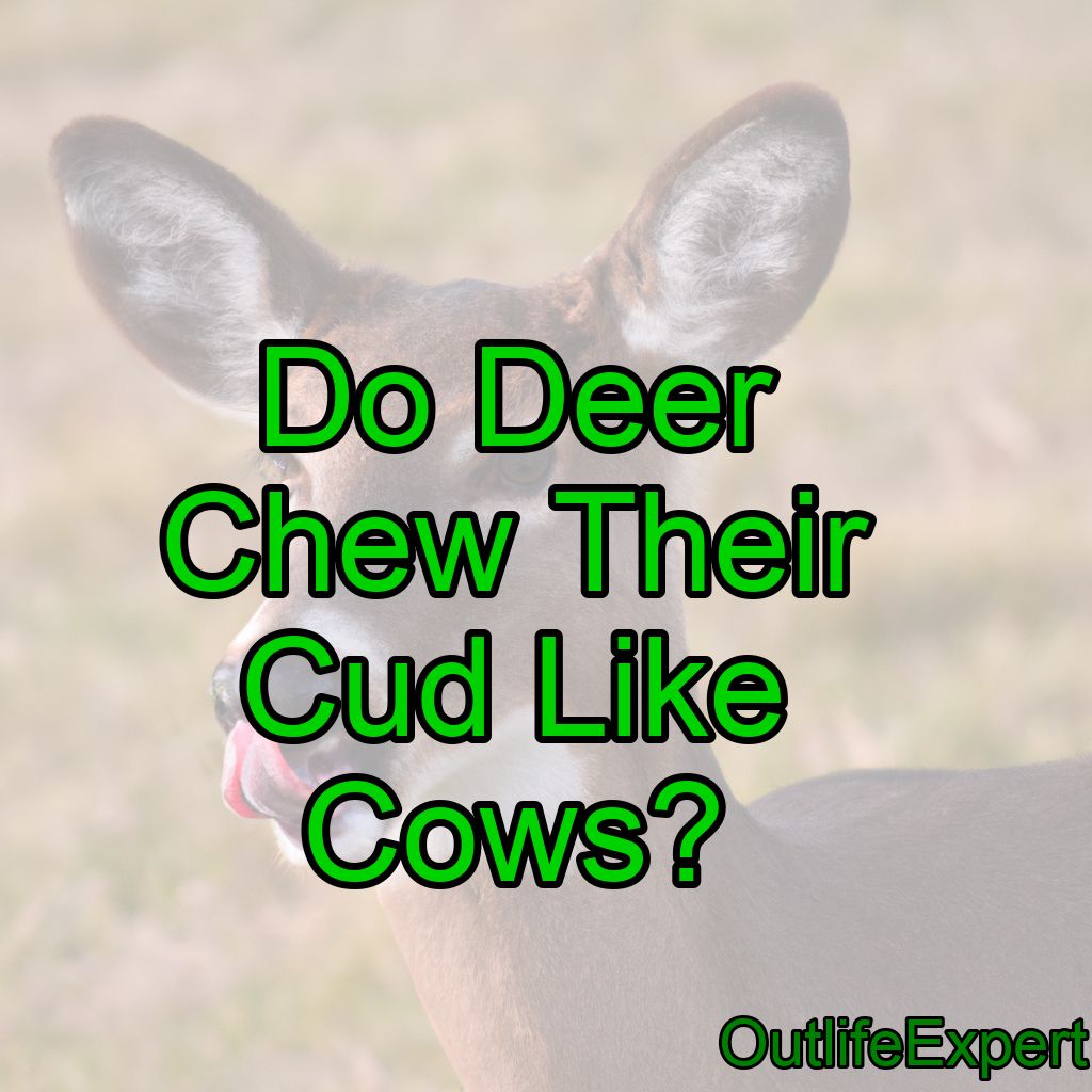 Do Deer Chew Their Cud Like Cows?