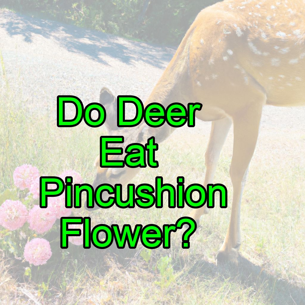 Do Deer Eat Pincushion Flowers? (Answered!)