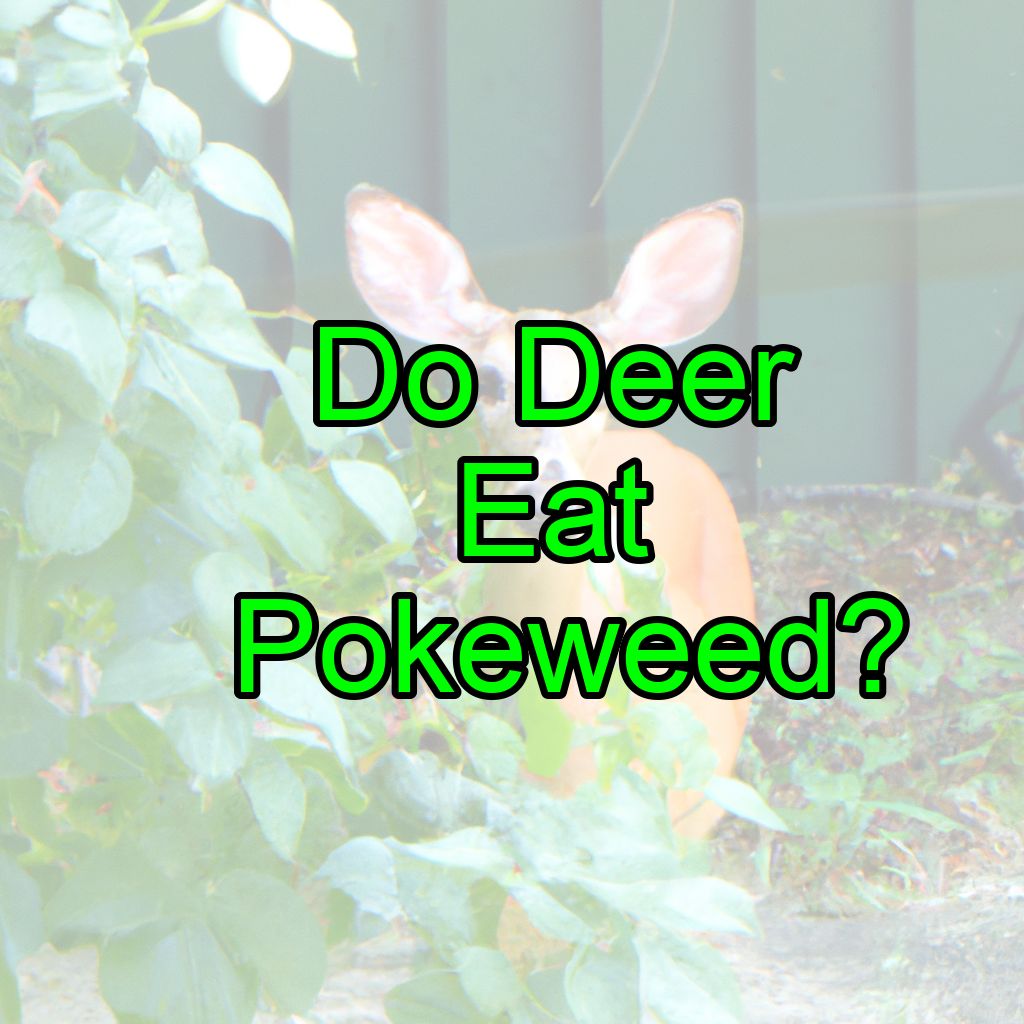 Do Deer Eat Pokeweed? (How To Prevent It?)