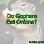 Do Gophers Eat Onions? (What to do!)