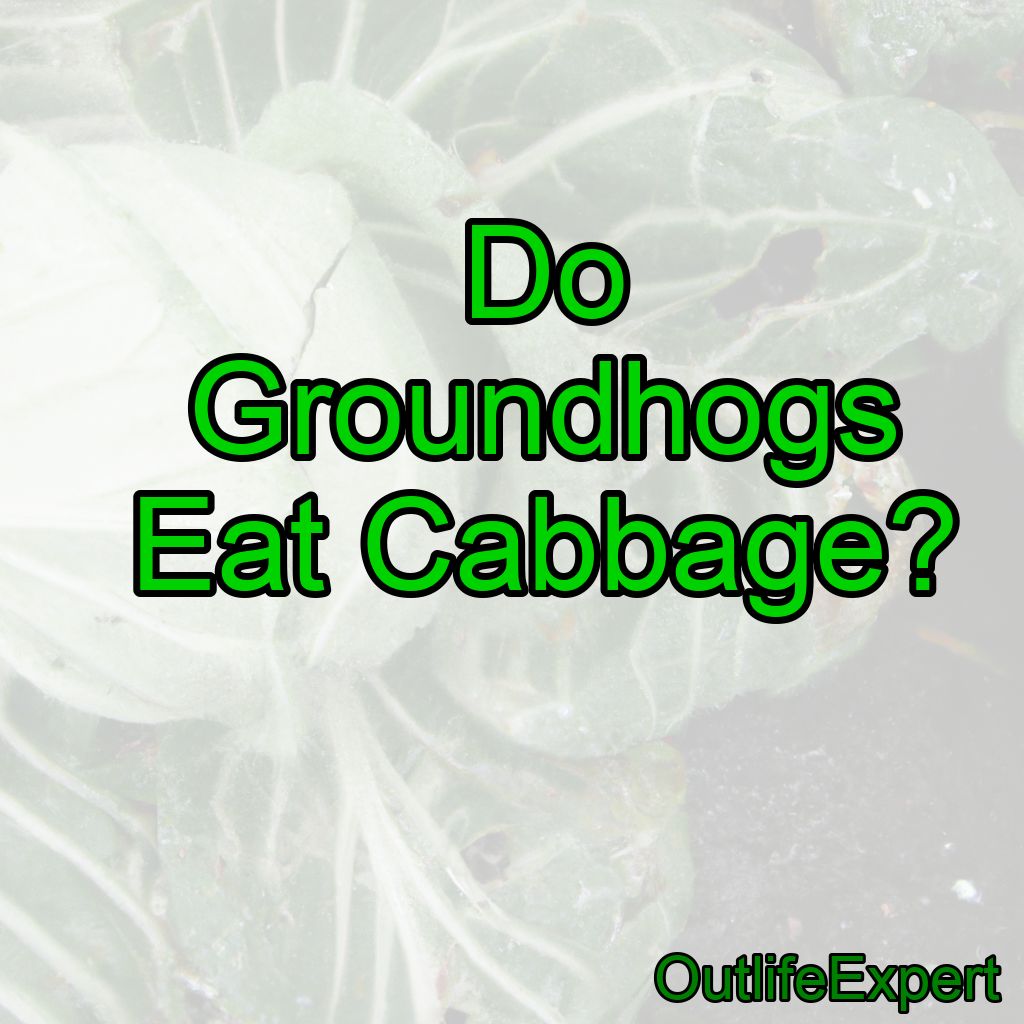 Do Groundhogs Eat Cabbage? Yep – here’s what to do!