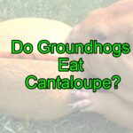 Do Groundhogs Eat Cantaloupe?