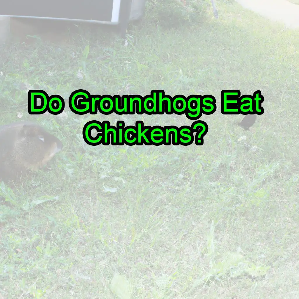 Do Groundhogs Eat Chickens? (You’ll be surprised!)
