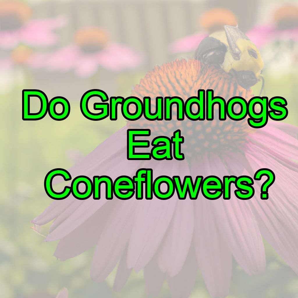 Do Groundhogs Eat Coneflowers?