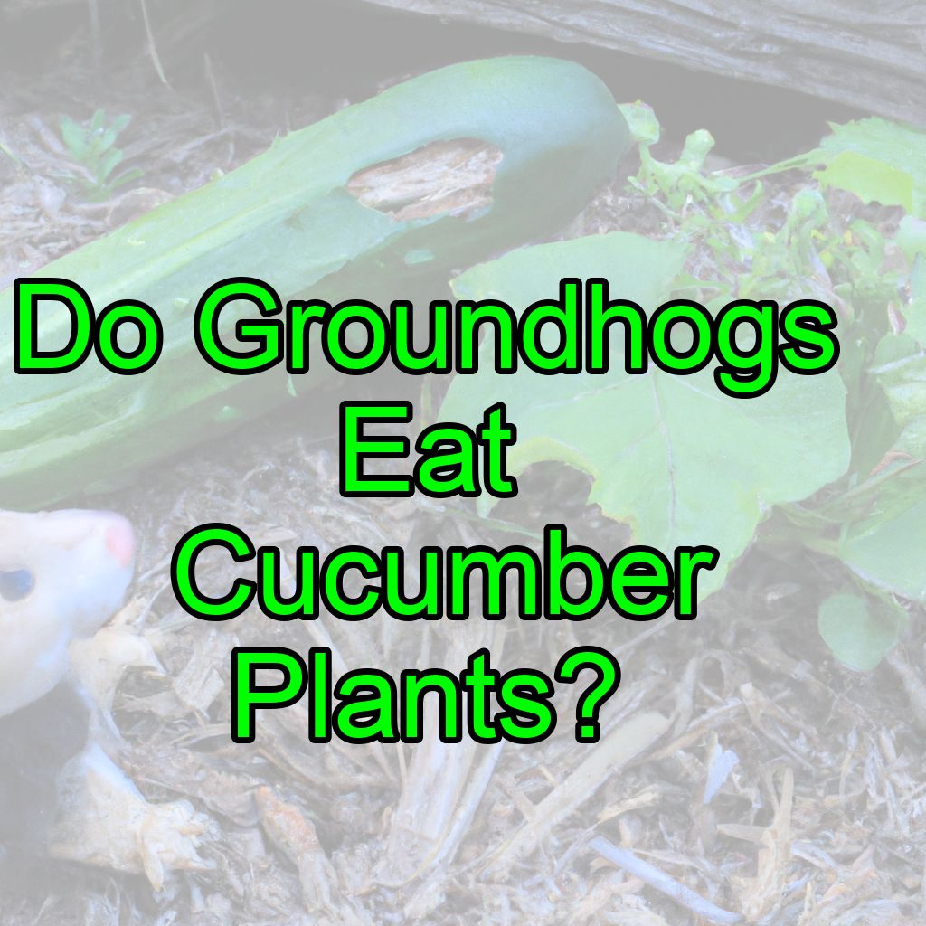 Do Groundhogs Eat Cucumber Plants?
