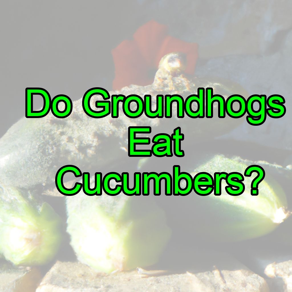 Do Groundhogs Eat Cucumbers?