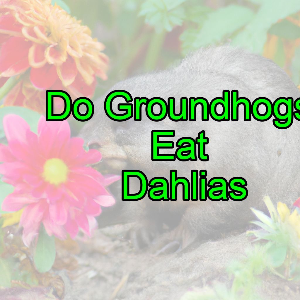 Do Groundhogs Eat Dahlias? (Heres How To Deter Them!)