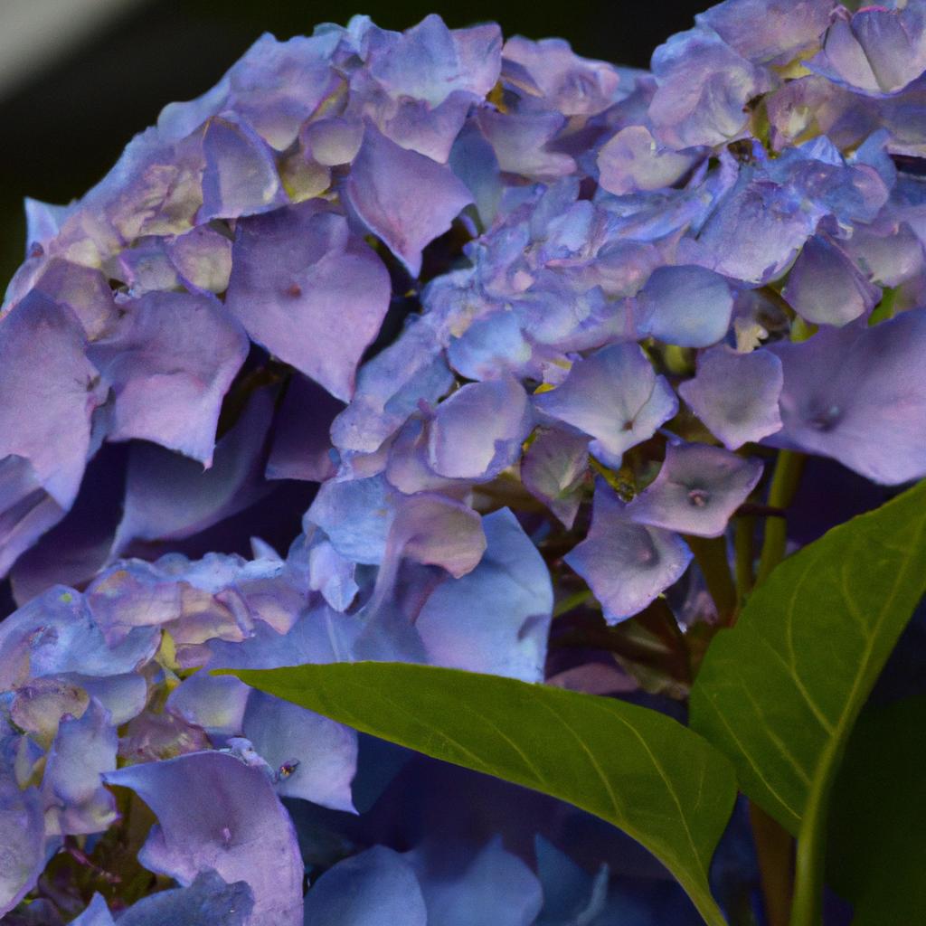 Do Groundhogs Eat Hydrangeas?