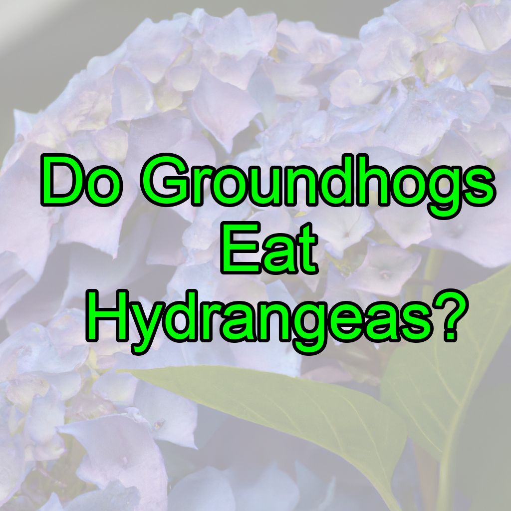 Do Groundhogs Eat Hydrangeas?