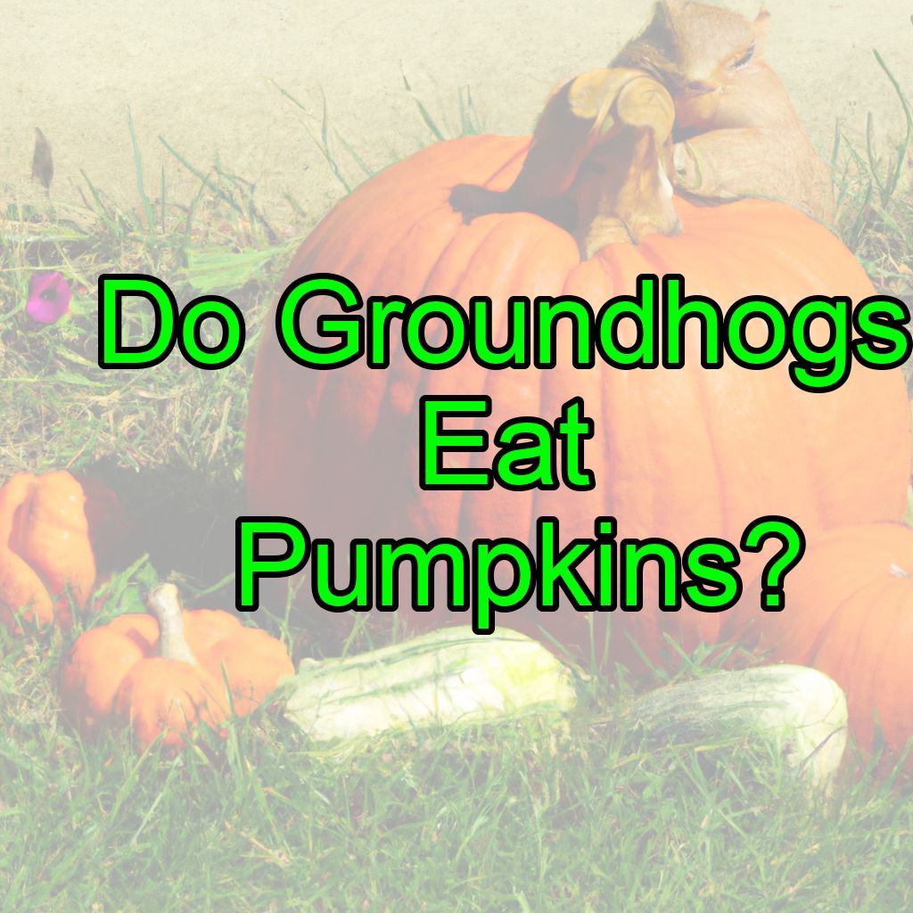 Do Groundhogs Eat Pumpkins?