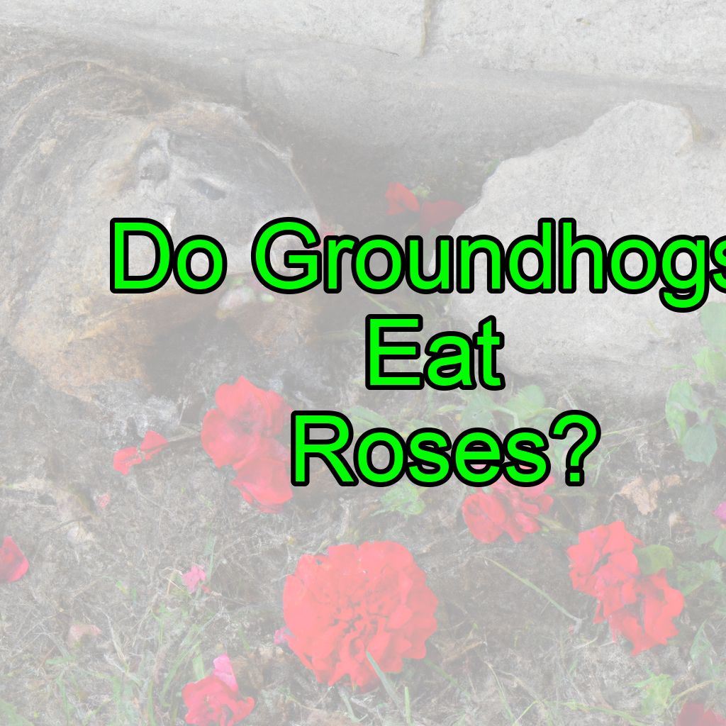 Do Groundhogs Eat Roses?