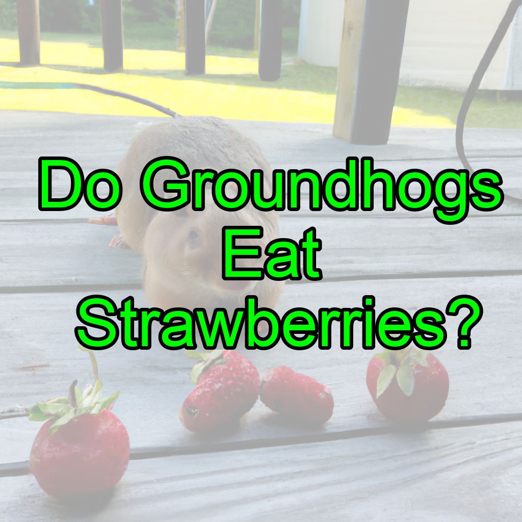 Do Groundhogs Eat Strawberries? (How To Prevent It!)